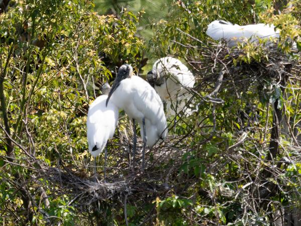 <h3><a href="/trips/orlando/biota/animalia/chordata/aves/014 ciconiiformes/001 ciconiidae/mycteria americana/mycteria americana-nl.html">Mycteria&nbsp;americana</a> / Wood&nbsp;stork / Kaalkopooievaar</h3>OM-1 Mark II met M.40-150mm F2.8 + MC-14, 1/2000 sec  bij F4.0, ISO 500, afstand 46.5&nbsp;m